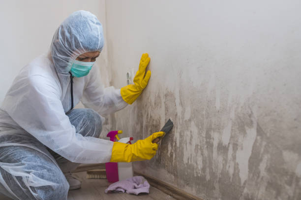 Best Post-Flood Mold Remediation in Albany, OR
