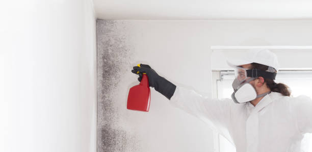 Best Bathroom Mold Remediation in Albany, OR
