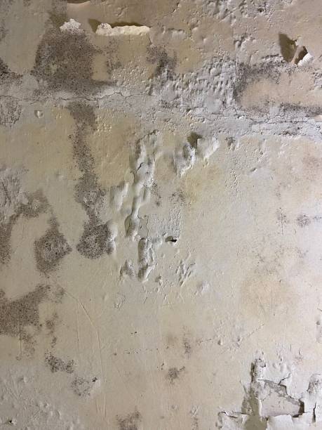 Albany, OR Mold Remediation Company