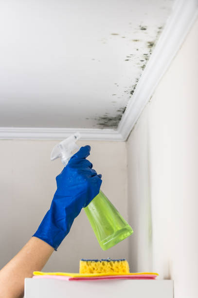 Best Black Mold Remediation in Albany, OR